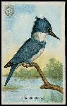 26 Belted Kingfisher
